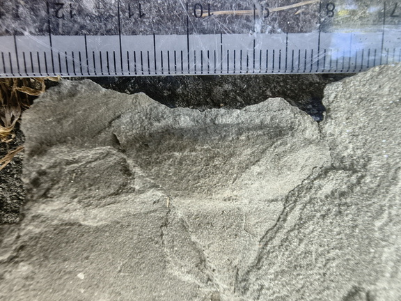 Ichnofossils
