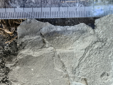 Ichnofossils