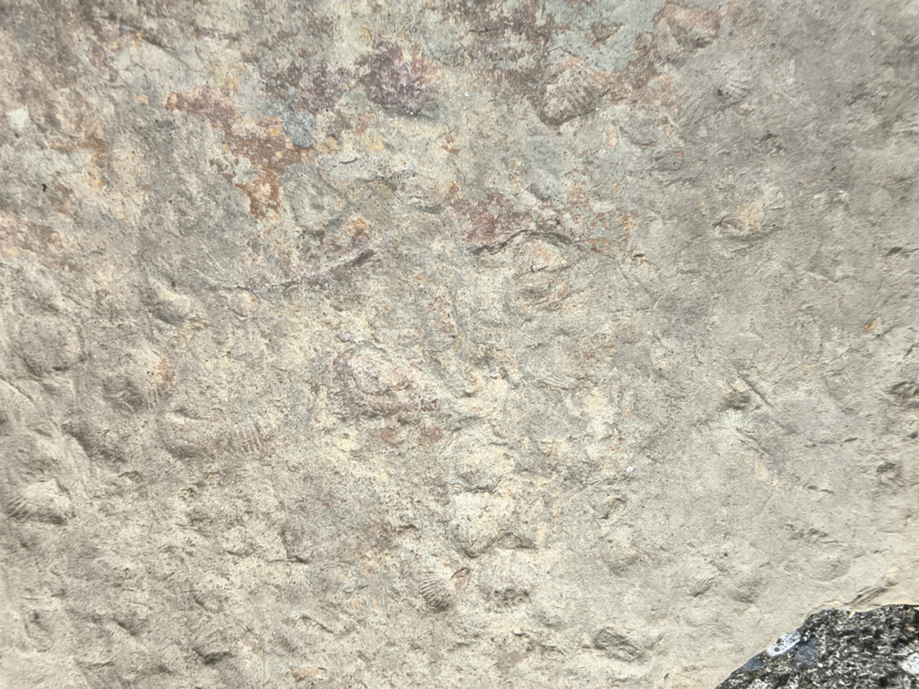Brachiopods