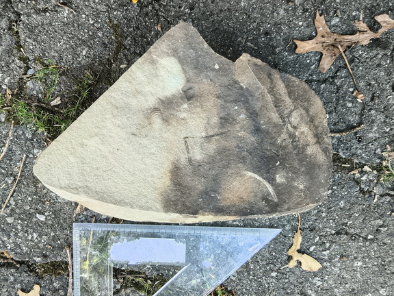 Brachiopods