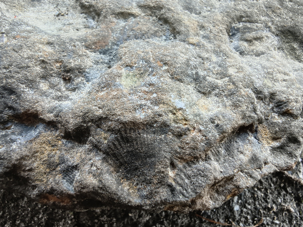 Brachiopods