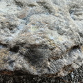 Brachiopods