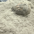 Brachiopods
