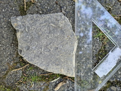 Brachiopods