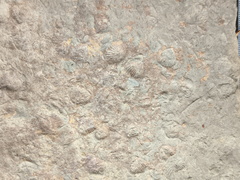 Brachiopods