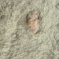 Brachiopods
