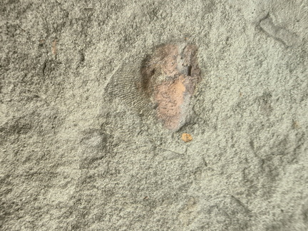 Brachiopods