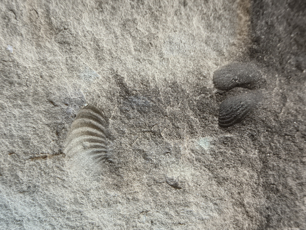 Brachiopods