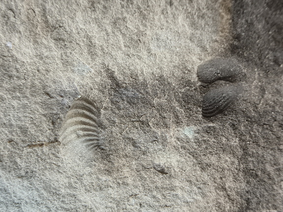 Brachiopods