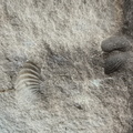 Brachiopods