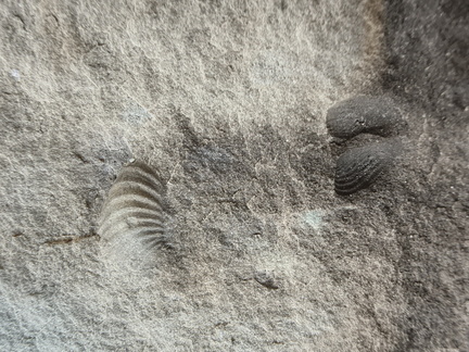 Brachiopods