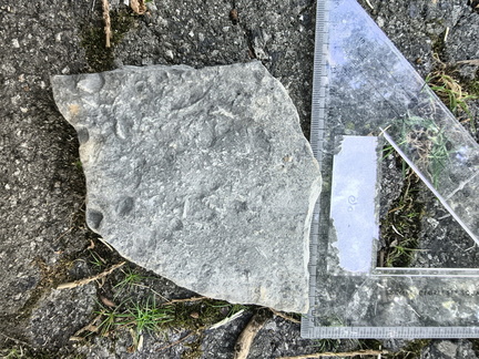 Brachiopods