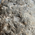Brachiopods
