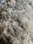 Brachiopods