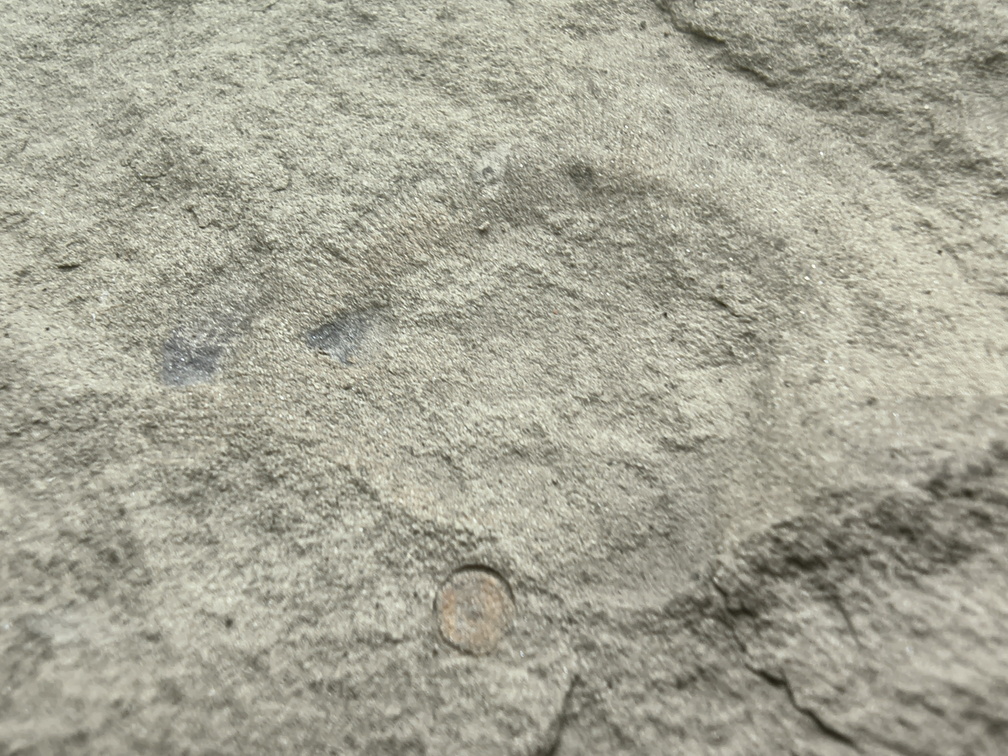 Brachiopods