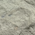 Brachiopods