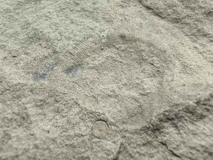Brachiopods
