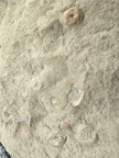 Brachiopods