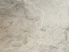 Brachiopods