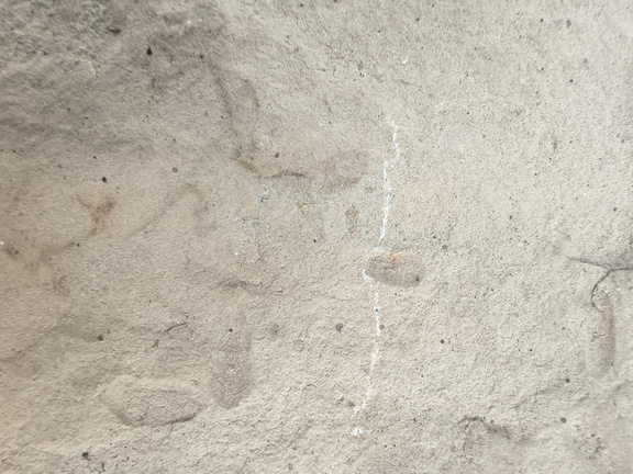 Brachiopods