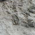 Brachiopods