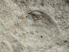 Brachiopods