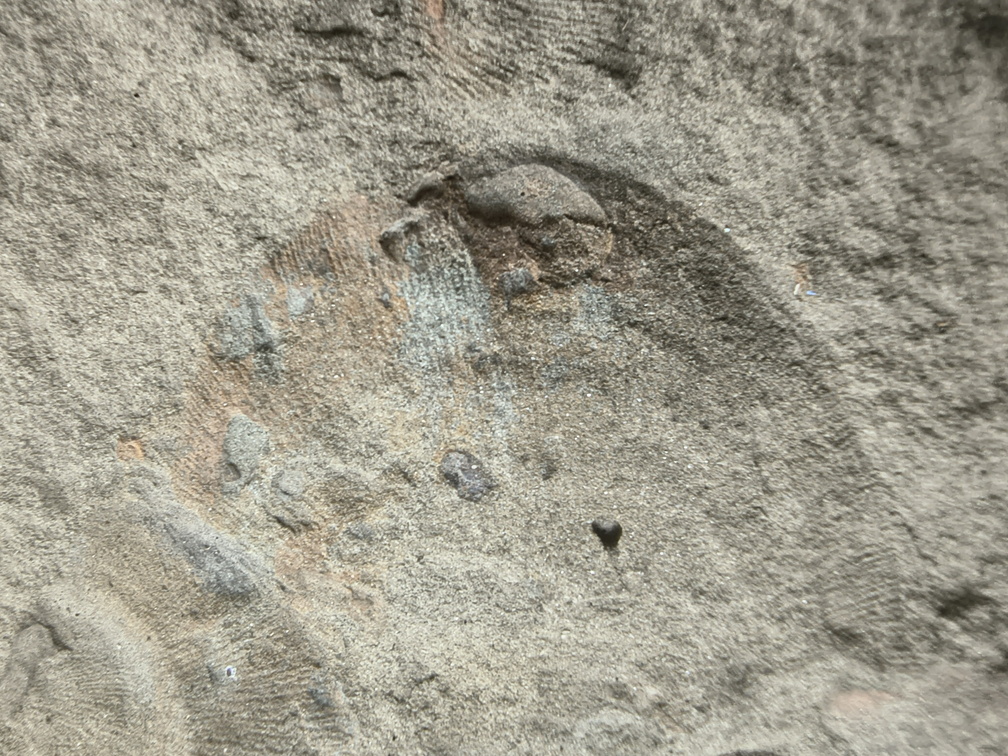 Brachiopods