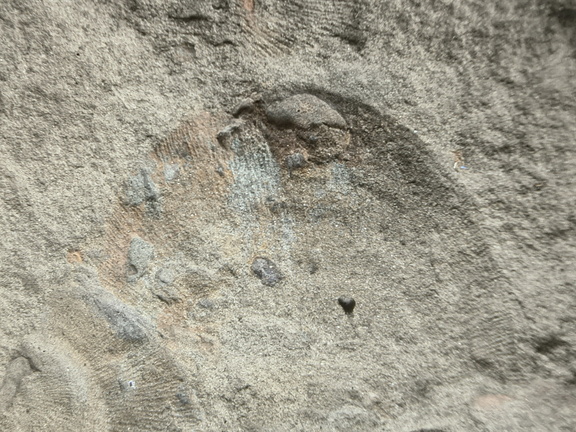 Brachiopods