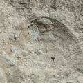 Brachiopods