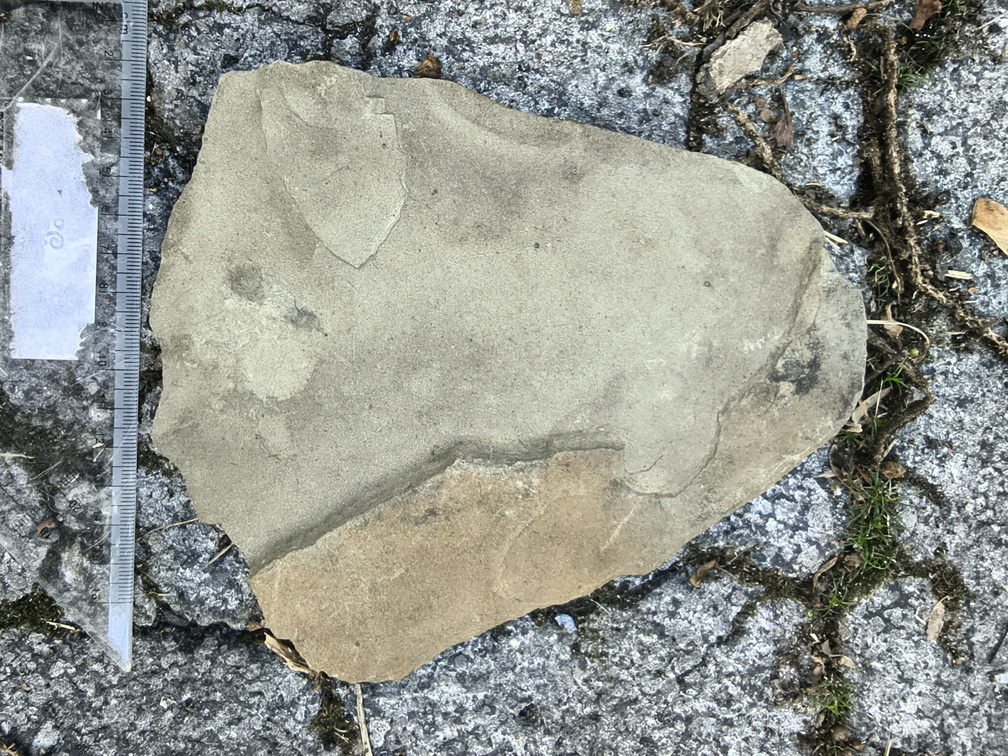 Ichnofossils