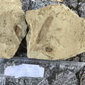 Ichnofossils