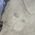 Ichnofossils