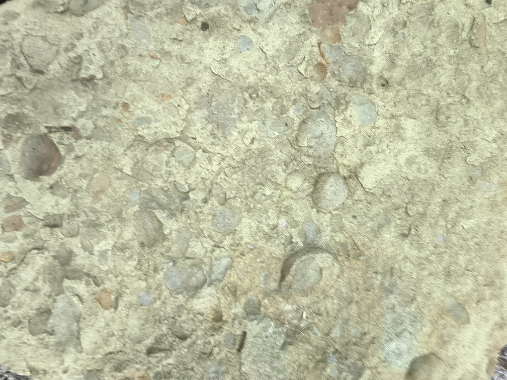 Brachiopods 