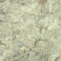 Brachiopods 