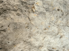 Brachiopods 