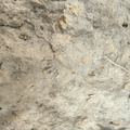 Brachiopods 