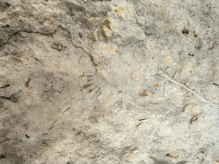 Brachiopods 
