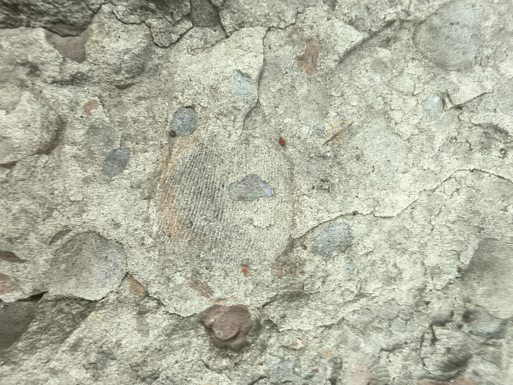 Brachiopods 