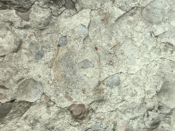 Brachiopods 