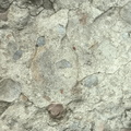 Brachiopods 