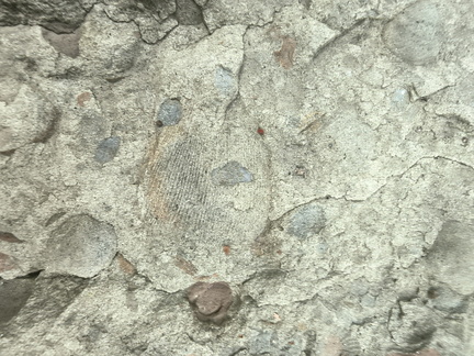 Brachiopods 