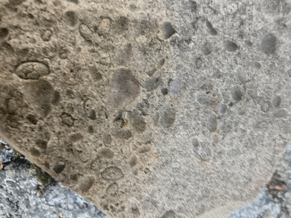 Brachiopods 