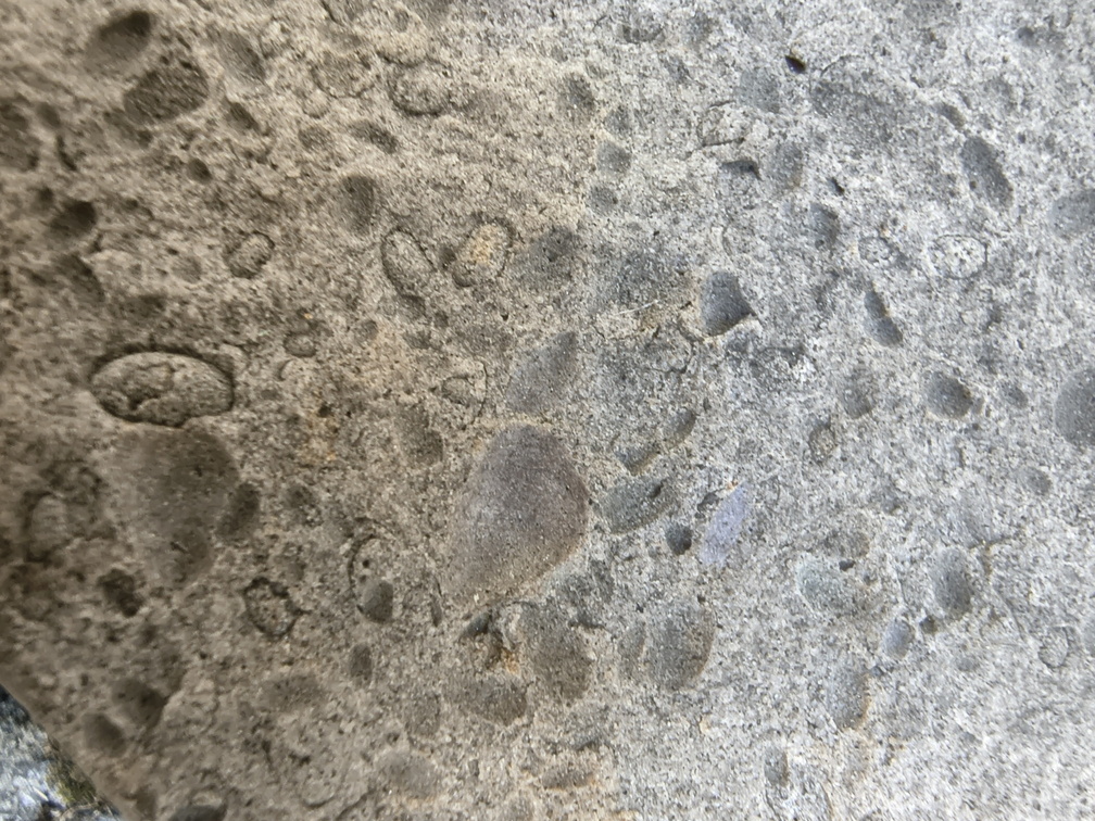 Brachiopods 