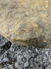 Brachiopods 
