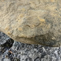 Brachiopods 