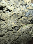 Fossil Soup 