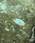 LE1