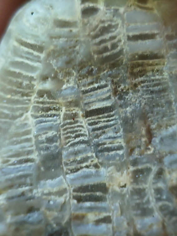 LE2 Favosites sp. Colonial Tabulate Coral