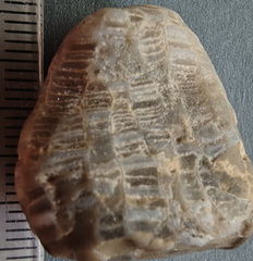 LE2 Favosites sp. Colonial Tabulate Coral