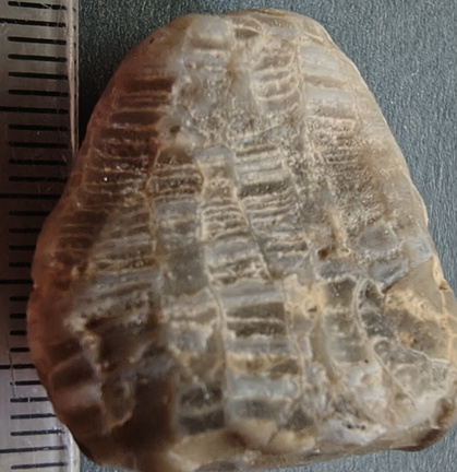 LE2 Favosites sp. Colonial Tabulate Coral